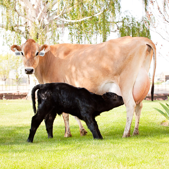 母牛和小牛站在草坪广场